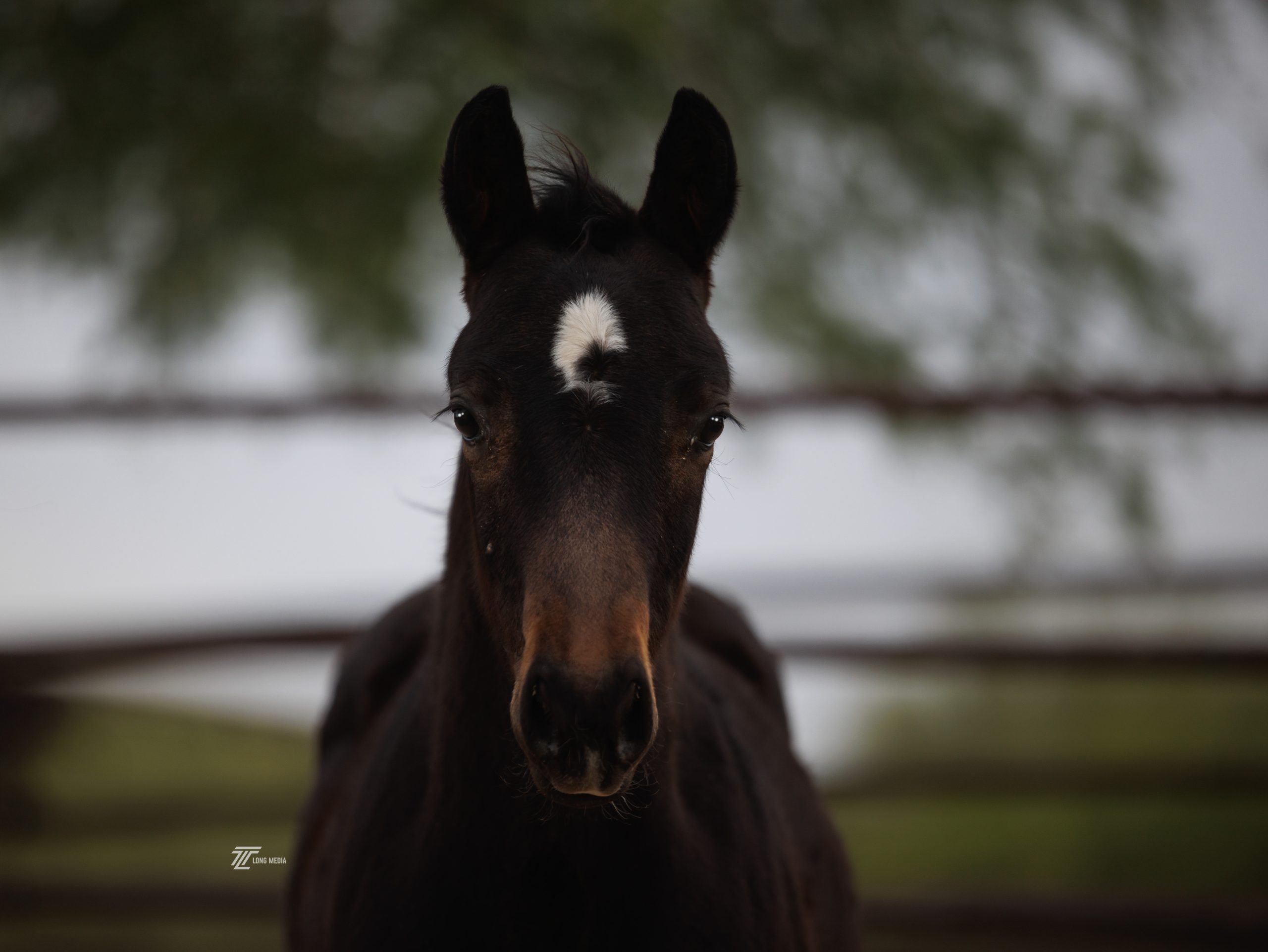 Kingman3